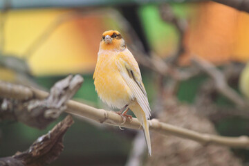 Fototapeta premium The Serinus canaria domestic canary pauses on a branch for a moment in between calling a rapid chirp and snacking on grains