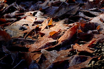 Sunlight and Frosty Leaves
