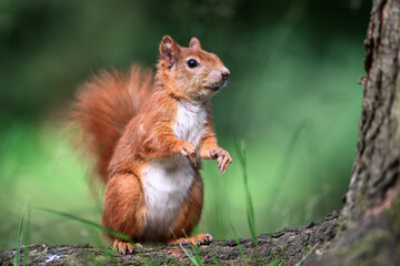 Little rusty squirrel runs and jumps around the park looking for nuts.