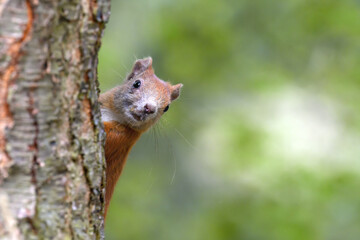 Little rusty squirrel runs and jumps around the park looking for nuts.