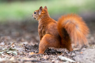 Little rusty squirrel runs and jumps around the park looking for nuts.