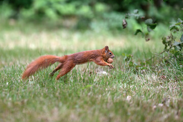 Little rusty squirrel runs and jumps around the park looking for nuts.
