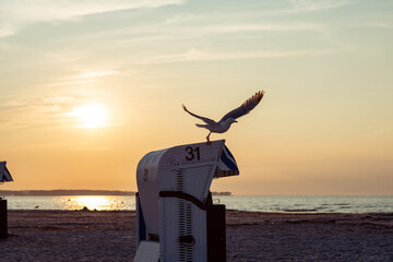 Strandkorb or rest basket with seagull at yellow sunset summer beach