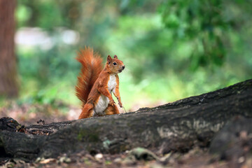Little rusty squirrel runs and jumps around the park looking for nuts.
