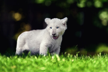 Obraz premium A desert lion cub sits on the grass and wants to play.