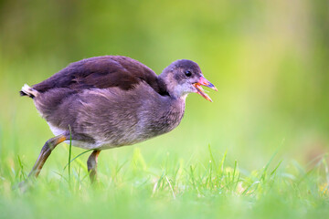 A baby duck walks around the stream looking for food.