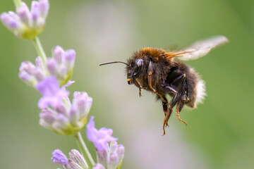 A bumblebee lands on a flower for nectar.