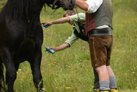 Wundversorgung beim Pferd mit Blauspray