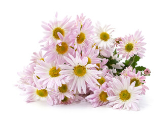 Bouquet of pink chamomile.