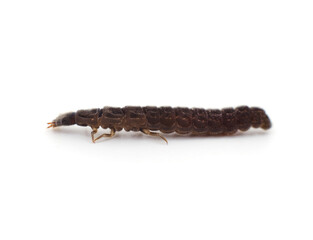 One black centipede.