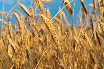wheat field on a sunny day
