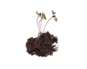 Young sprout of basil in a pile of soil.