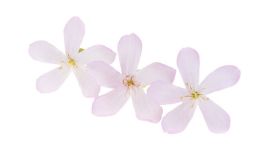 phlox flower isolated