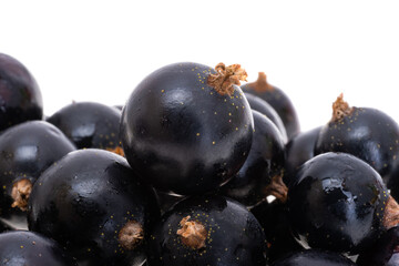 blackcurrant berries isolated