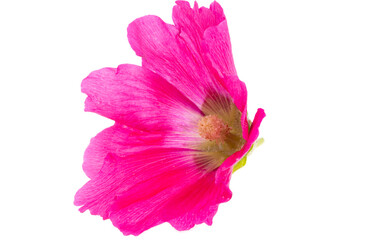 mallow flower isolated