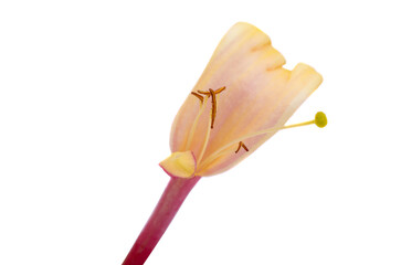 honeysuckle flower isolated