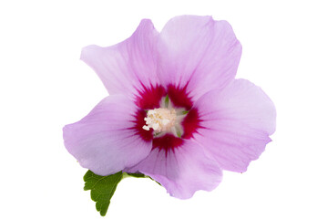 hibiscus flower isolated