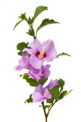 hibiscus flower isolated