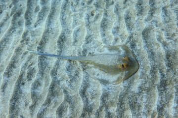 Close Up View  of the Red Sea Stingray near Marsa Alam beach, Egypt © Dave