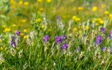 meadow flowers blooming in the meadow in summer