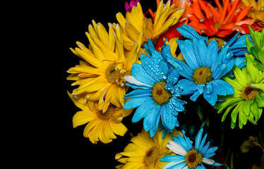 Colorful daisy flowers on black background
