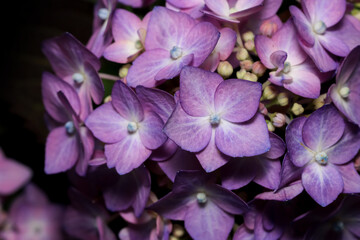 Close up view of purple Hydrangea flower.