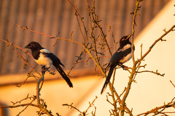 Dwie sroki na drzewie o wschodzie słońca.