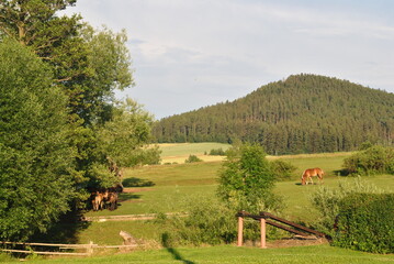 Zdjęcie przyrody przedstawiające górski krajobraz konie pasące się na łące górski, wykonano w Sudetach - obrazy, fototapety, plakaty