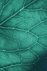 Plant leaf structure closeup. Mosaic pattern of cells nerve and veins. Abstract vertical background...