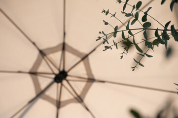 View from below sun umbrella with silhouette of plant