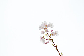 Naklejka na ściany i meble Single Cherry Blossom Branch