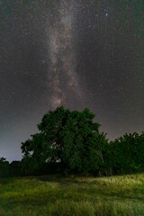 Milky way and lonely oak in the field