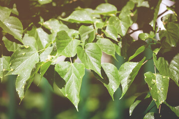 foliage and leaves on branch of linden closeup