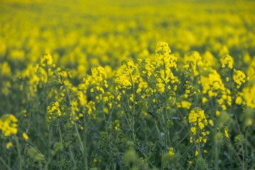 Rapeseed 