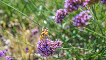 Mariposa Vanessa cardui , La vanesa de los cardos es una especie de lepidóptero ditrisio de la familia Nymphalidae. Es una de las mariposas de mayor distribución geográfica,