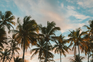 Fototapeta na wymiar Kokospalmen im Sonnenuntergang mit Wolken