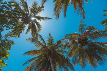 Fototapeta na wymiar Kokospalmen mit blauem Himmel und funkelndem Sonnenschein