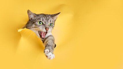The cat looks out of a hole in the studio yellow background. Pet peeps through torn paper...