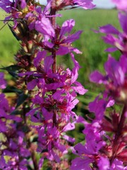 Blutweiderich Blüten, Lythrum salicaria, am Blütenstand