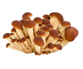 Mushrooms fresh close-up isolated on white background, shallow depth of field