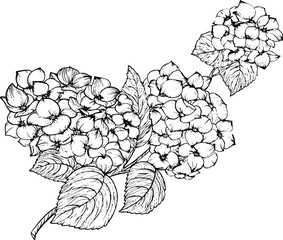 Branch with flowers for colouring book vector for adults