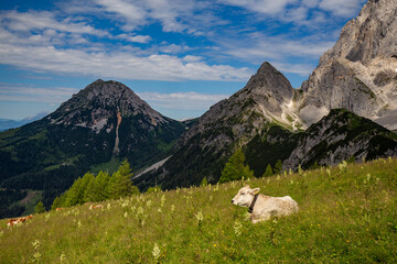 Alps in summer.