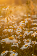 flowers in the field