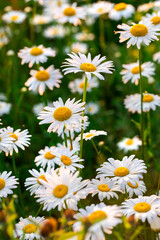 daisies in a field