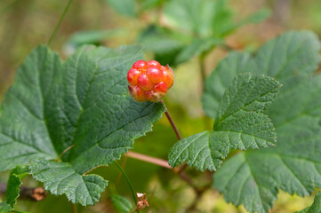 Сloudberry - edible orange berry, that grows on the swamps and moorlands in the northern forests