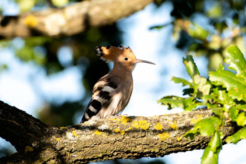young Upupa epops on tree © Marek