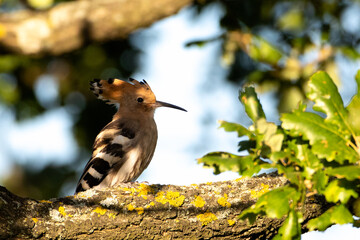 young Upupa epops on tree © Marek