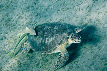 Big Red Sea Turtles near the Marsa Alam Beach Beach, Egypt 