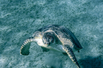 Big Red Sea Turtles near the Marsa Alam Beach Beach, Egypt 