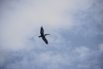 pelican in the sky